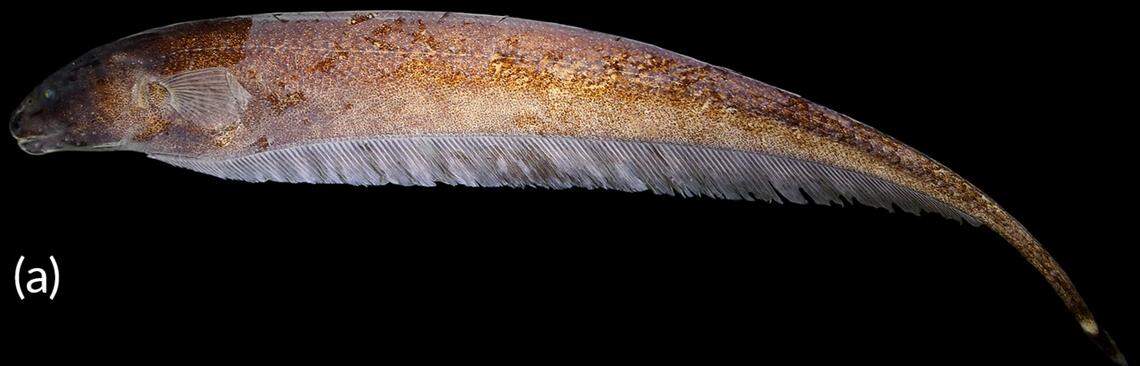 A Porotergus sambaibensis, or Sambaíba ghost electric knifefish.