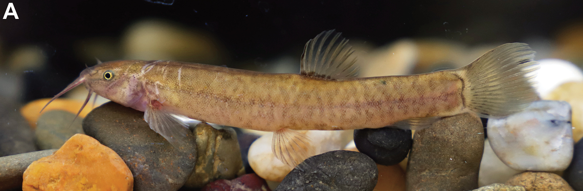 An Oreonectes guidongensis, or Guidong hilly loach.