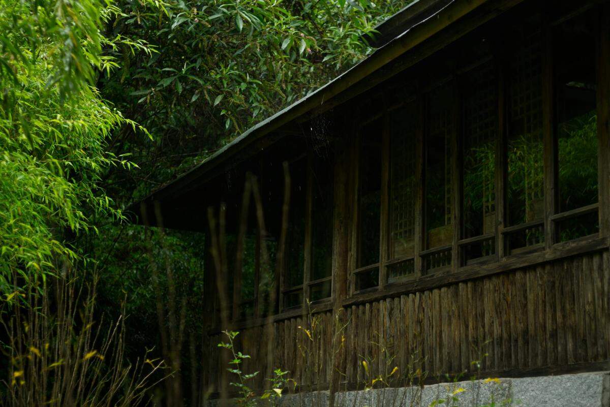 Scientists found a “large” forest creature with “long” limbs at an abandoned house in Yunnan and discovered a new species, a study said.