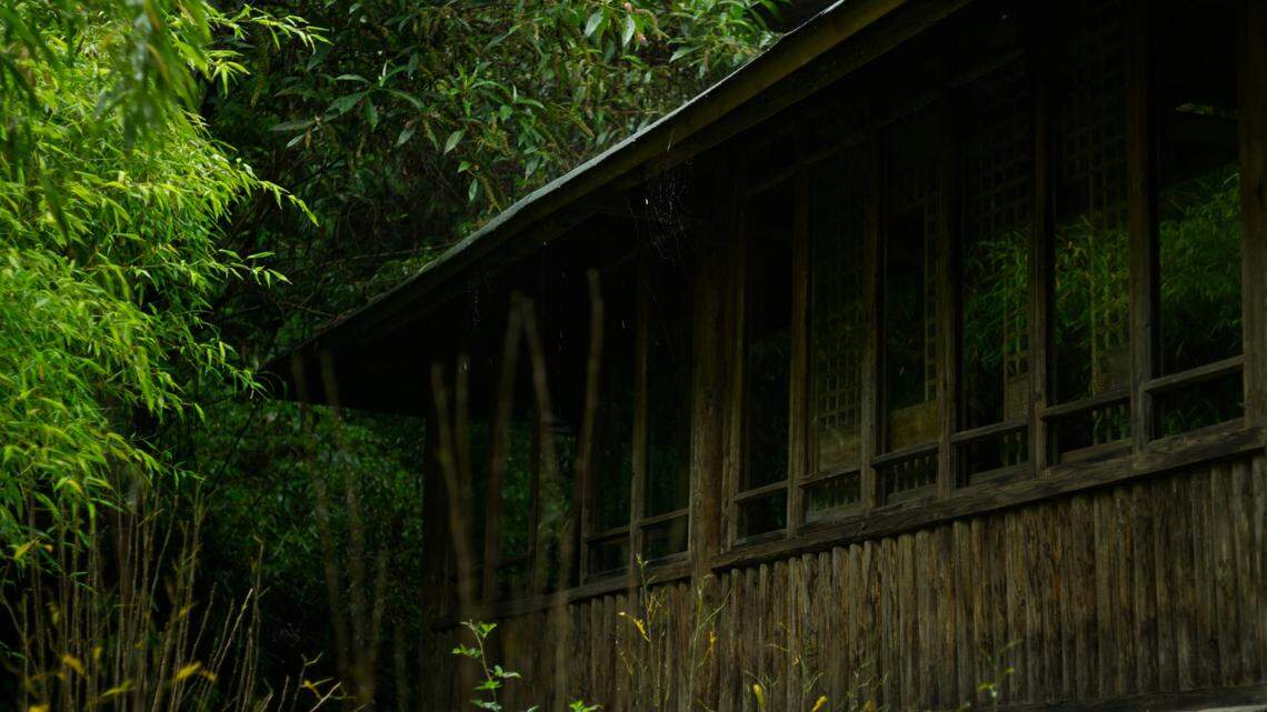 Scientists found a “large” forest creature with “long” limbs at an abandoned house in Yunnan and discovered a new species, a study said.