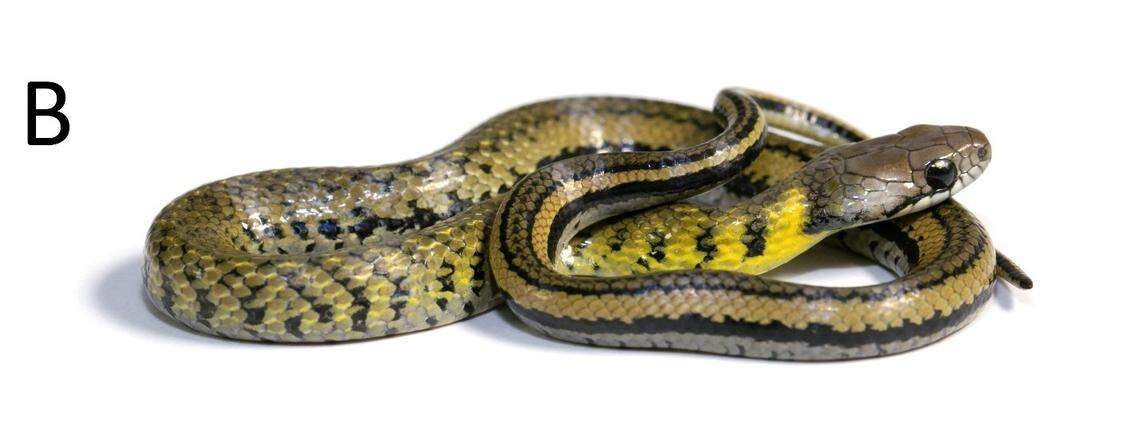 An Erythrolamprus darwinnunezi, or Núñez’s snake.