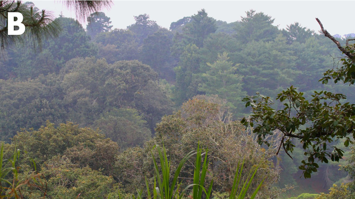 Scientists found an “unusually large,” elusive animal in the treetops of Chiapas and discovered a new species, a study said.