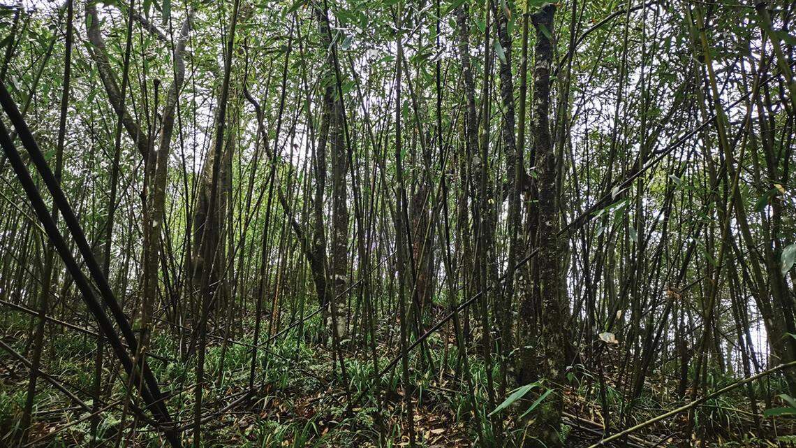 Scientists found a “strong”-armed creature with yellow fingertips on a mountain in China and discovered a new species, a study said.