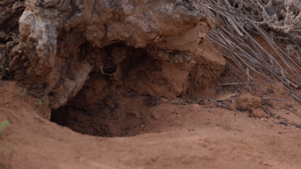 Conservationists in Australia saw several young animals, including a set of quadruplets, from “one of the rarest mammals in the world,” photos show.