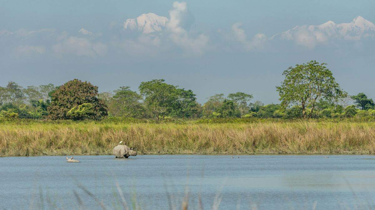 Range forest officer Nayan Jyoti Gogoi said his team was relieved when they viewed the camera trap footage.
