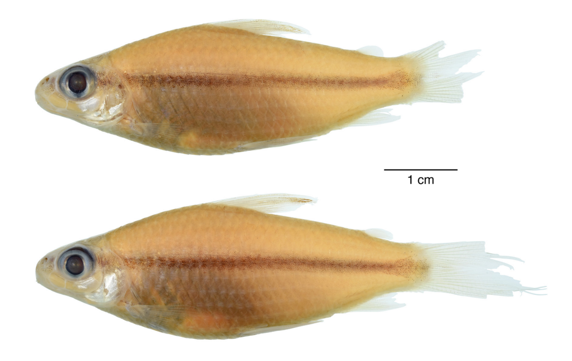 Two Cyphocharax ivo, or Ivo’s curimatids, after being preserved.