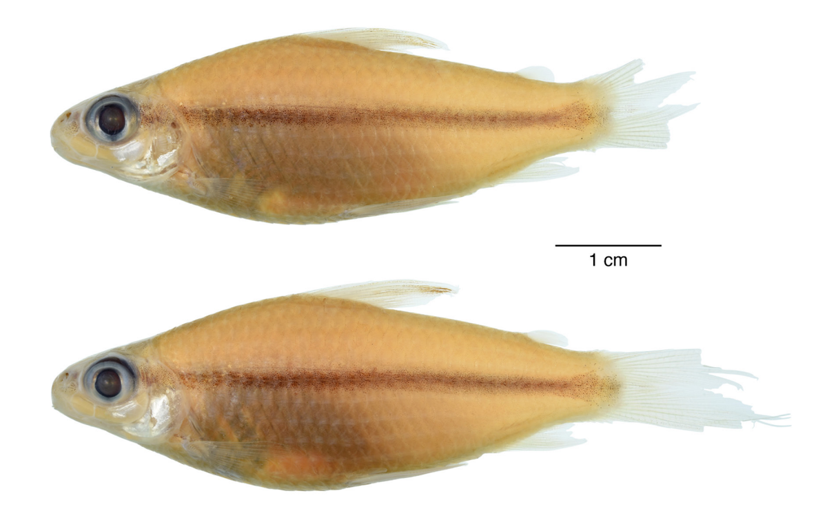 Two Cyphocharax ivo, or Ivo’s curimatids, after being preserved.