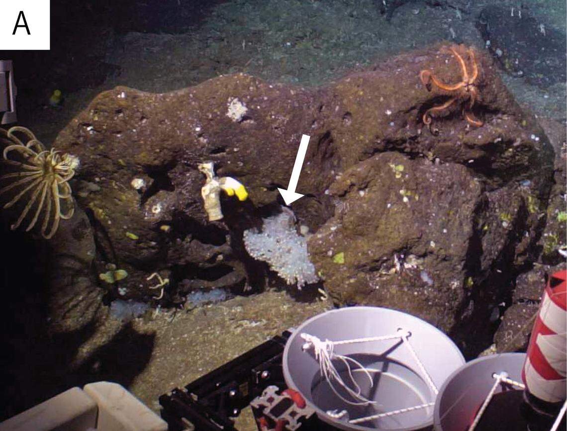 An arrow points to Vitrumanthus flosculus, or the small flower zoantharian, in its natural habitat.