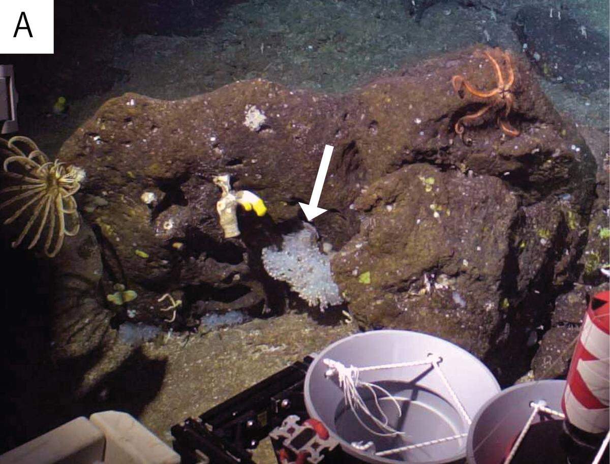 An arrow points to Vitrumanthus flosculus, or the small flower zoantharian, in its natural habitat.