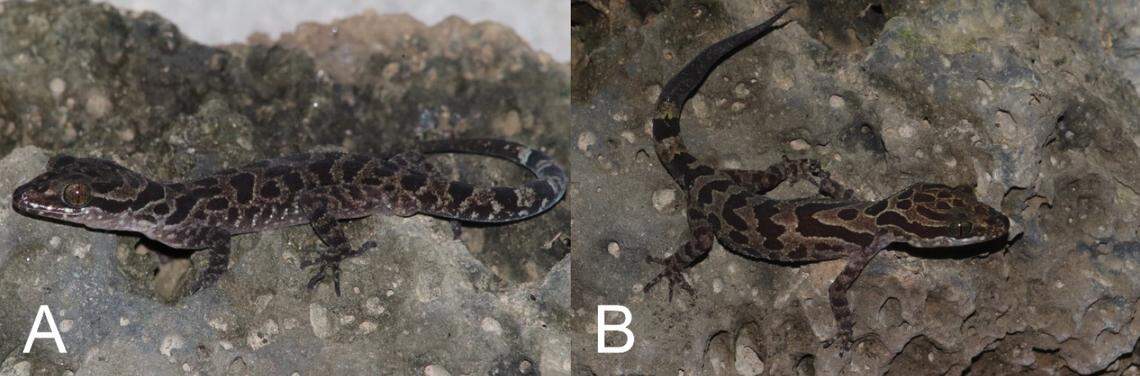 Two Ziegler’s bent-toed geckos, or Cyrtodactylus ziegleri, seen in lava caves of Dak Nong UNESCO Global Geopark.