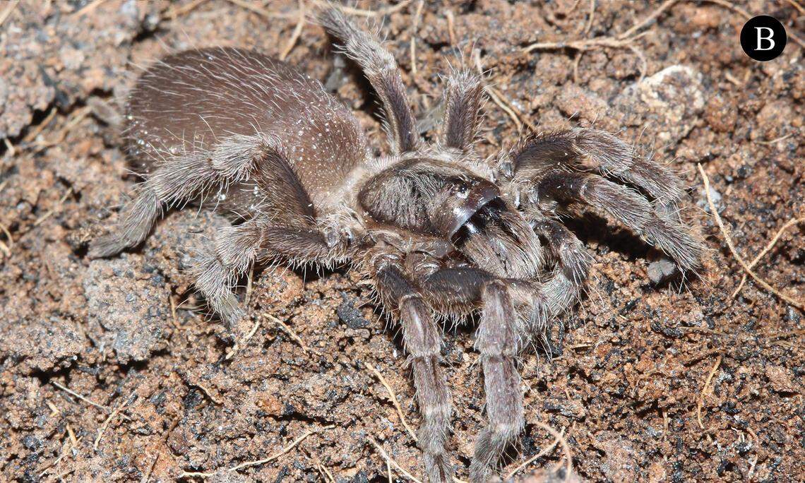 A Phlogiellus khampheng, or Khampheng dwarf tarantula.