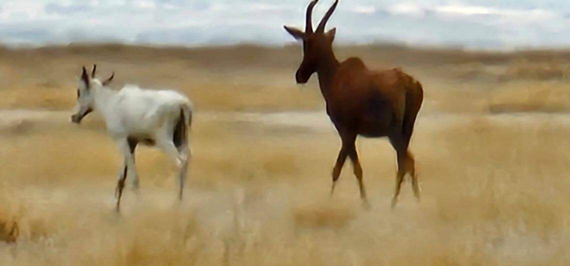 A close-up photo shows the albino tiang, or Northern topi antelope.