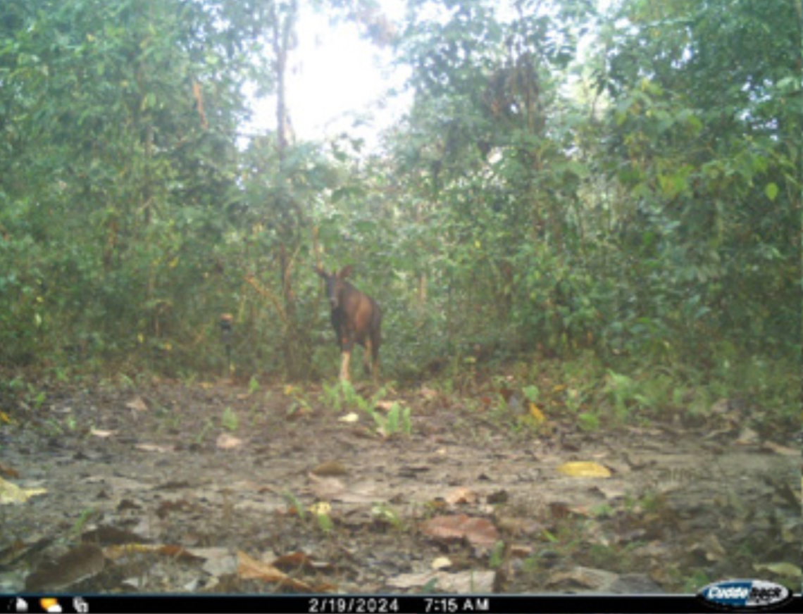 The Himalayan serow seen at Nameri National Park in February.
