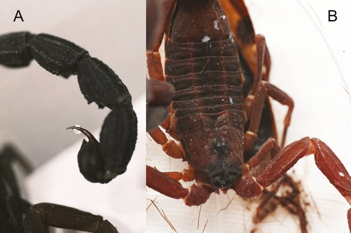 The clear venom (left) and white venom (right) of a Tityus achilles, or an Achilles’ scorpion.