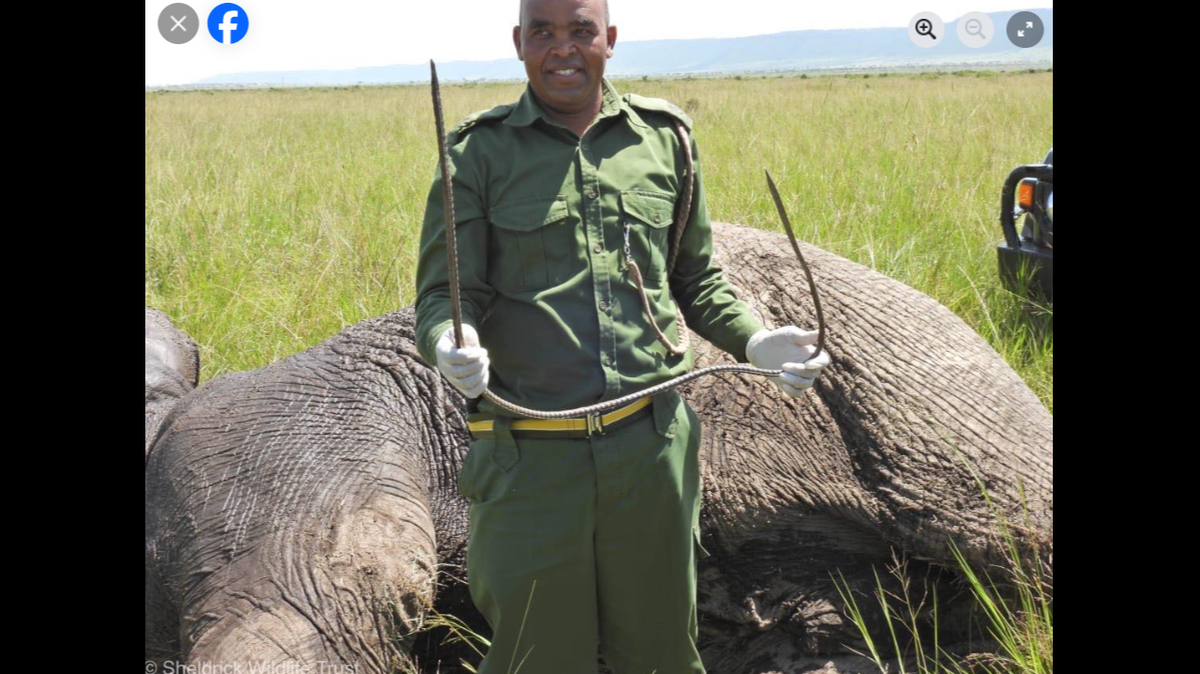 Without swift medical intervention, the injury would have caused irreversible damage to the elephant’s foot, experts said.