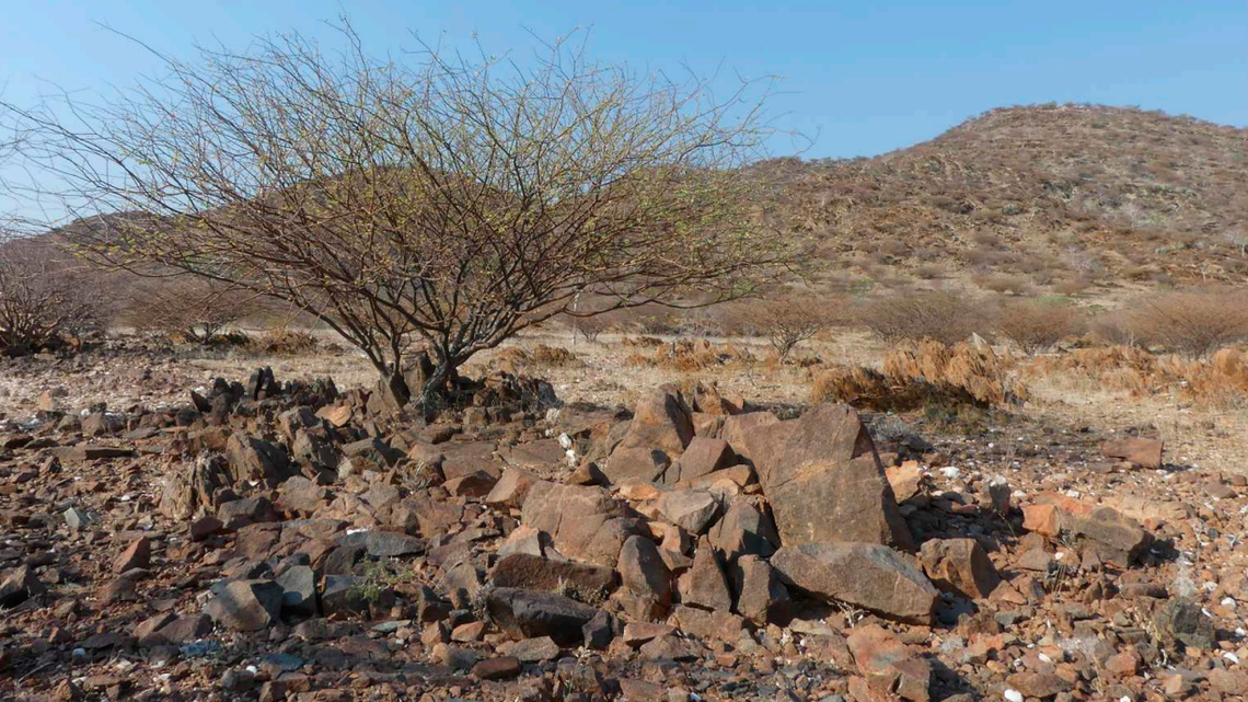 Scientists found a “thick-toed” creature with “stout” arms hiding in rock crevices in Angola and discovered a new species, a study said.