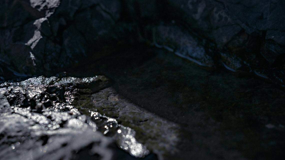 The medium-sized leech can move in an S-shape to swim and crawl like an inchworm on dry land, researchers said.