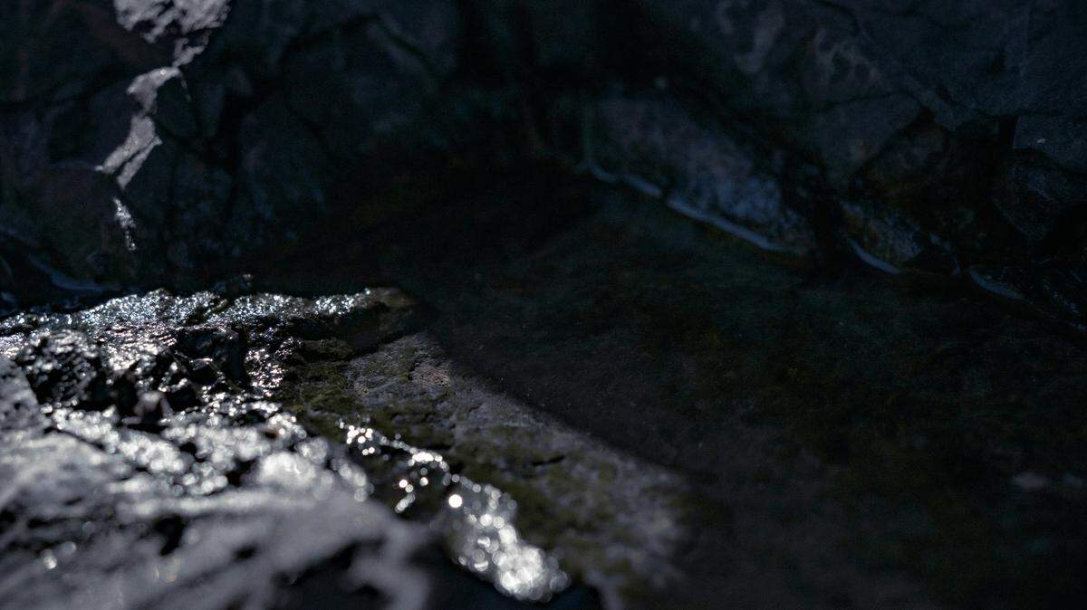 The medium-sized leech can move in an S-shape to swim and crawl like an inchworm on dry land, researchers said.