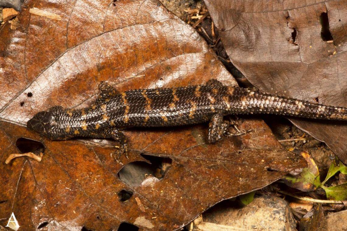 A male Tropidophorus vongx, or dragon water skink.