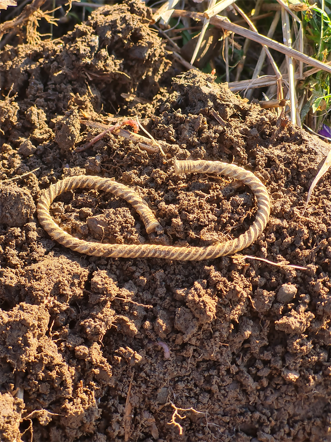 The ancient gold bracelet sits on a dirt pile before being cleaned.