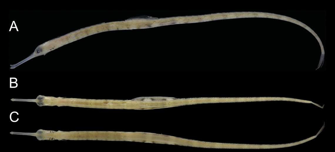 The new pipefish species is distinguished by its 14 trunk rings, or body segments, researchers said.