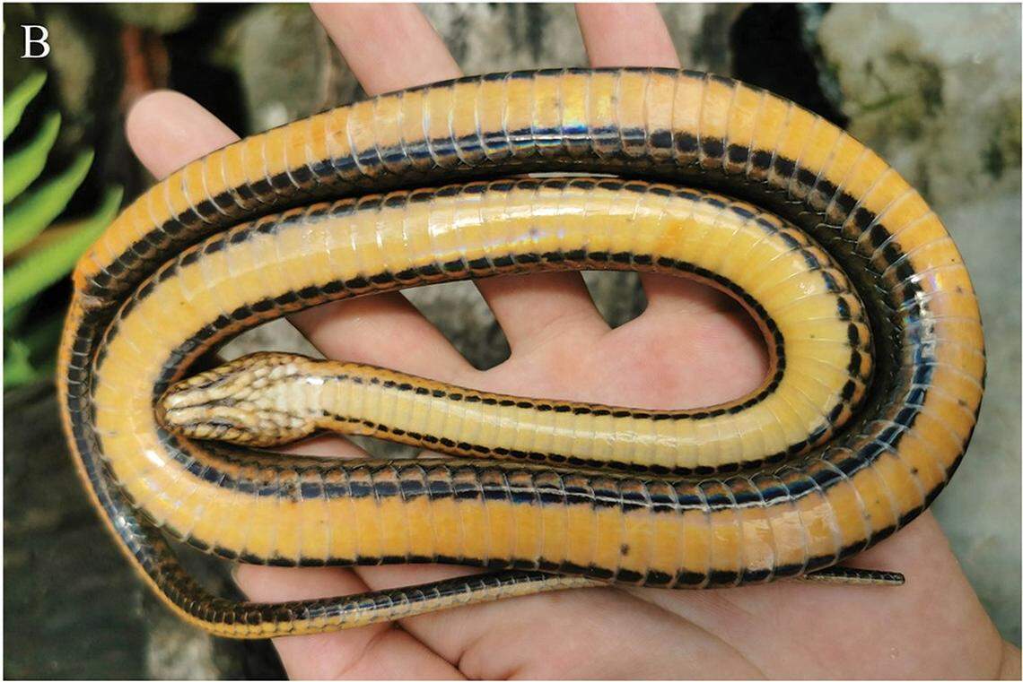 The underside of a Hebius citrinoventer, or Yingjiang keelback snake.