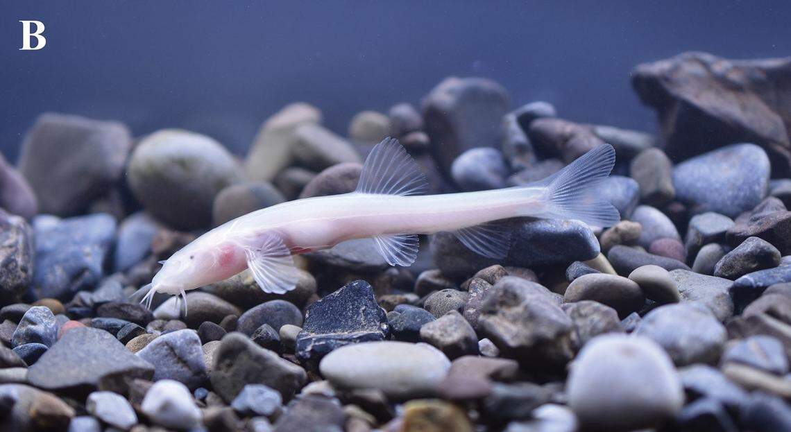 A Triplophysa baishuijiangensis, or Baishuijiang high-plateau loach.