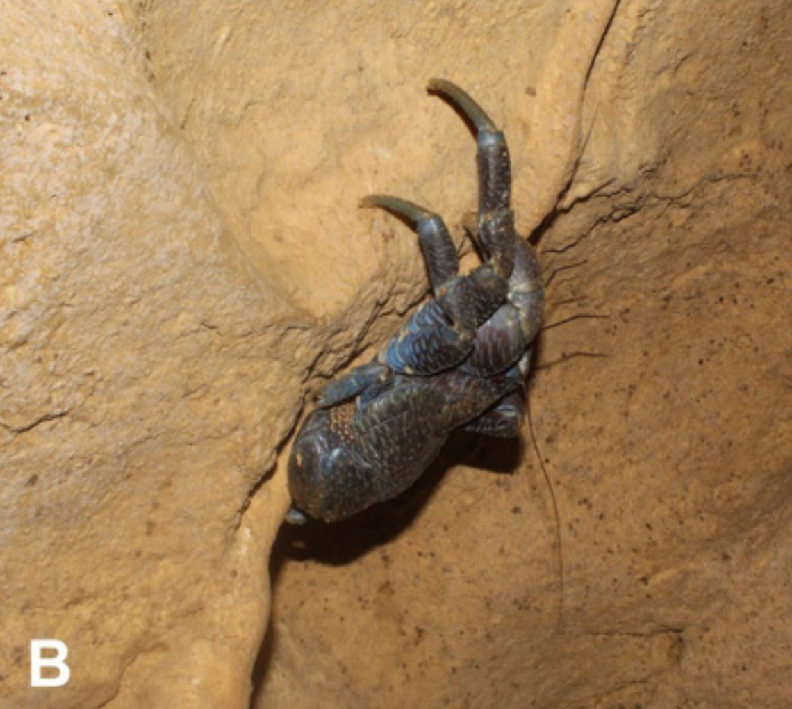 The coconut crab, or Birgus latro, seen on Car Nicobar Island in April 2024.