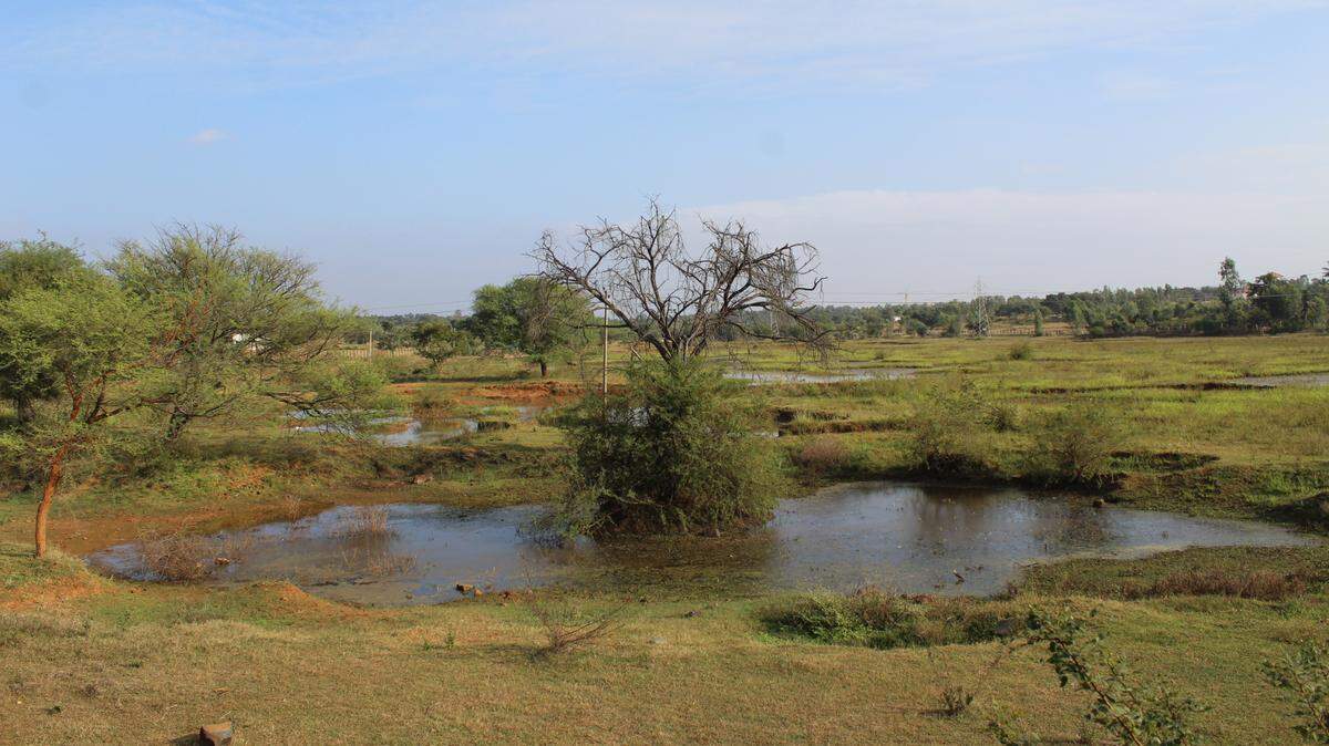 Scientists found a pair of orange-spotted animals mating in puddles near Bengaluru and discovered a new species, a study said.