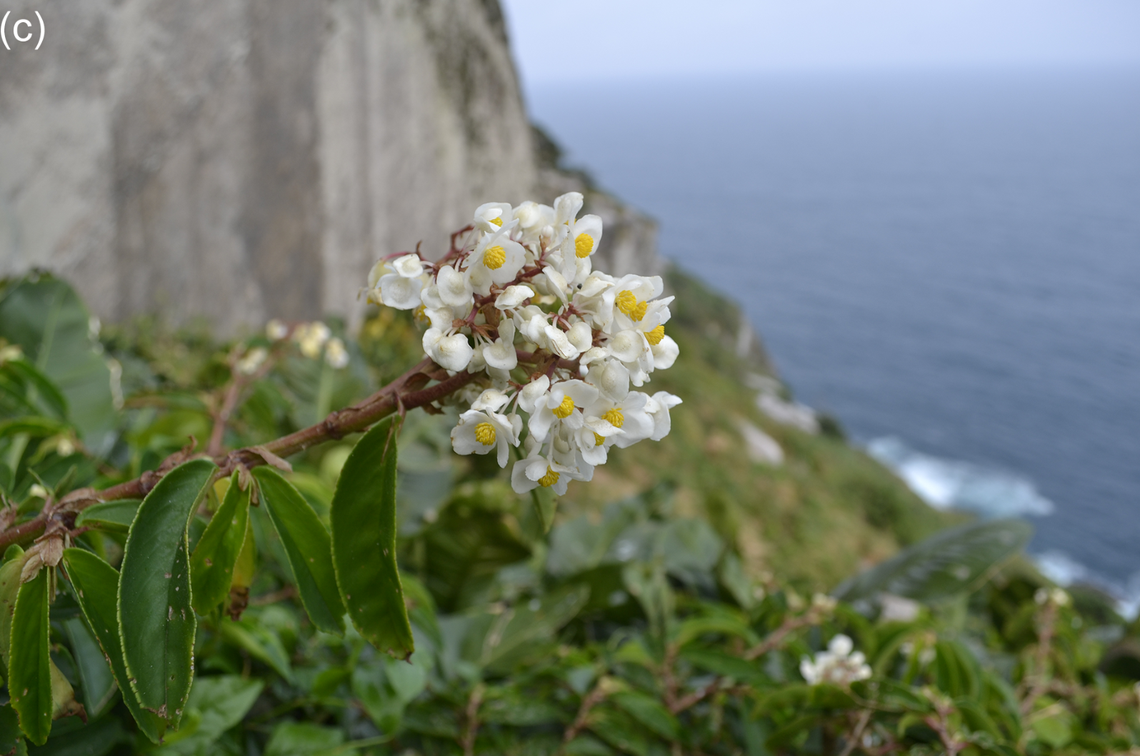 The rediscovery allowed researchers to capture the first color photograph of the flower, according to the study.