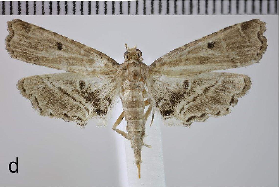 A﻿ Sufetula culshawi, or Culshaw’s micromoth.