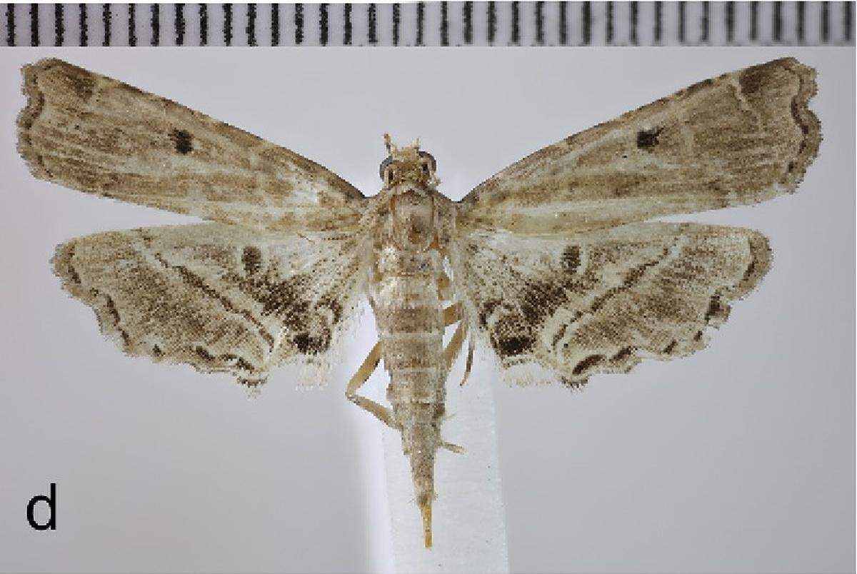 A﻿ Sufetula culshawi, or Culshaw’s micromoth.