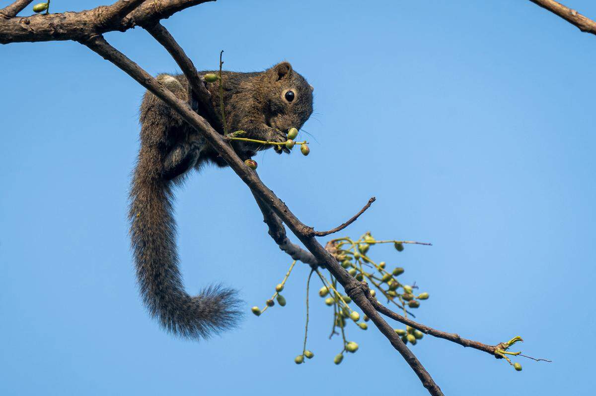 A normal colored hoary-bellied Himalayan squirrel, or Callosciurus pygerythrus, in Mizoram.