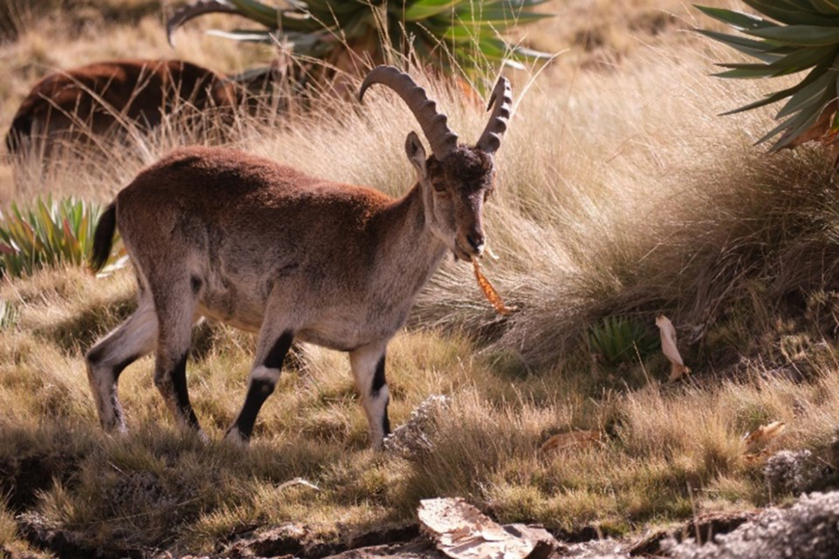 The walia ibex is a national symbol of Ethiopia and is featured on the country’s currency.