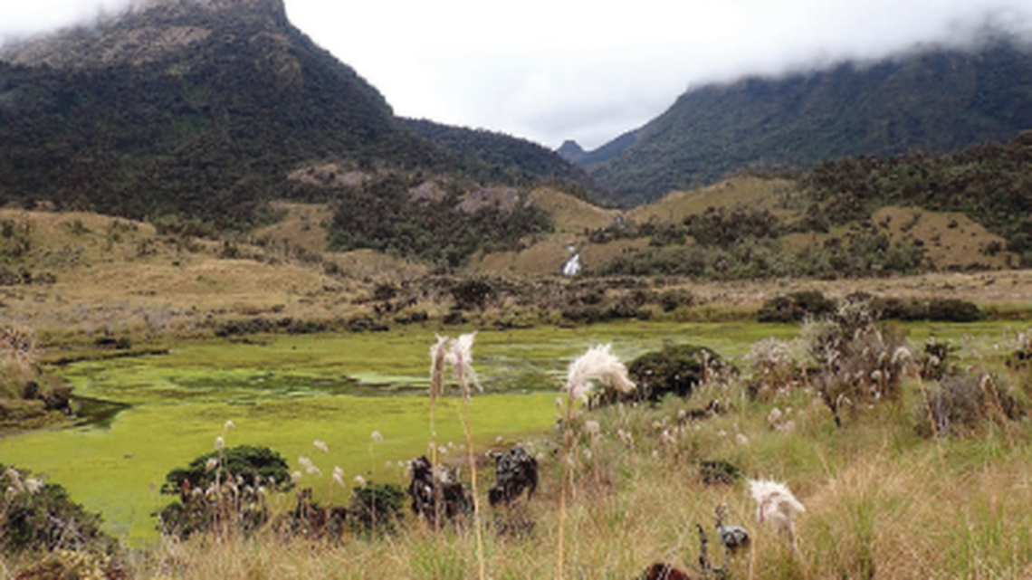 The new species, Harrison Ford’s Slender Snake, was named in honor of the ‘Indiana Jones’ actor, scientists said.