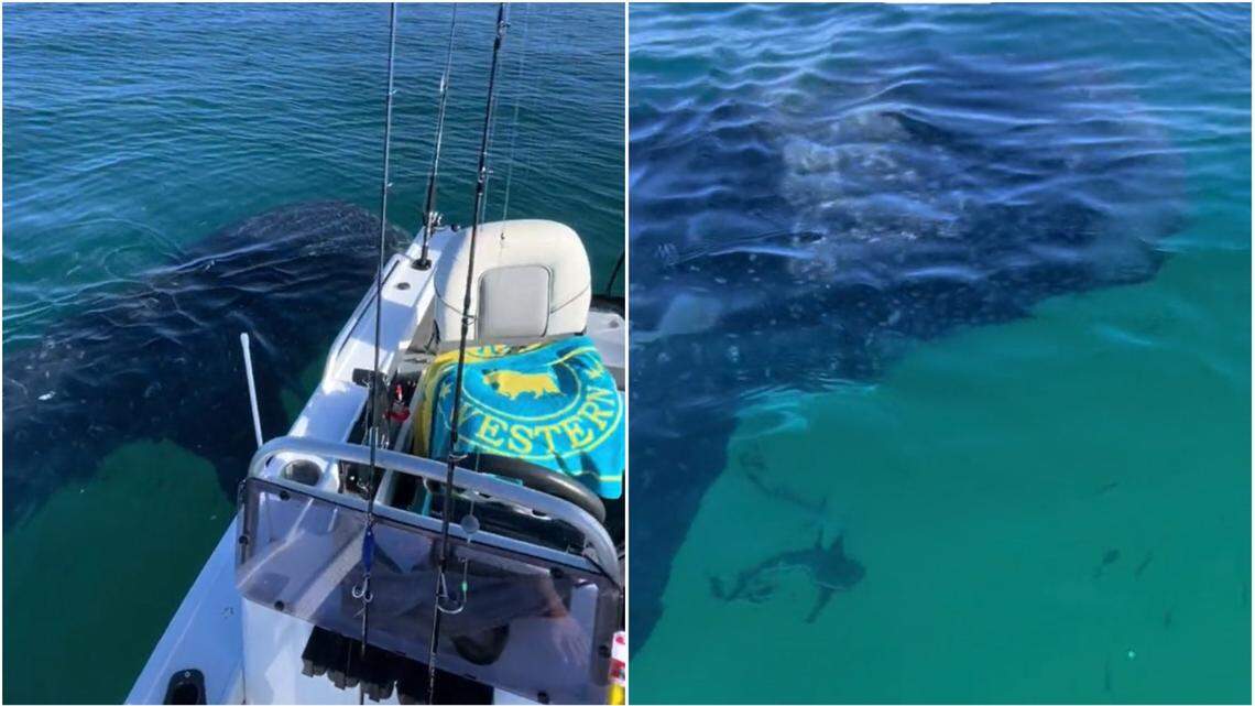 A massive sea animal approached a boat off the coast of K’gari and swam close enough for an angler to touch it, a “rare” video shows.