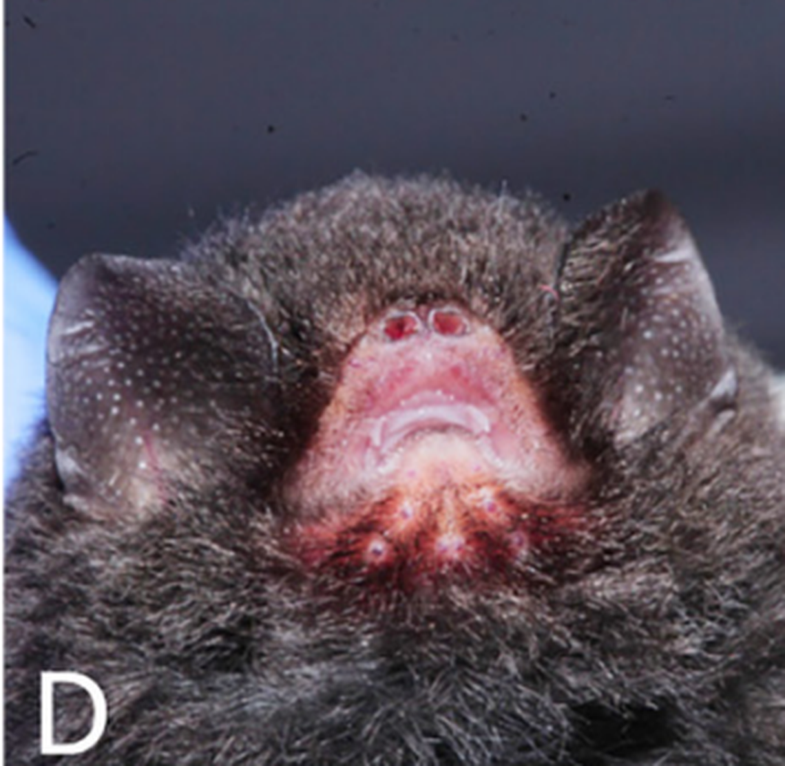 Wart-like growths on the chin are a defining characteristic of Furipterus horrens.