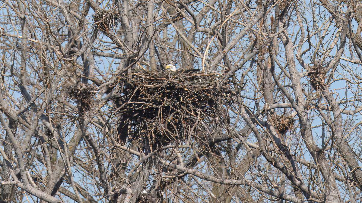 Canada conservation officials confirmed a city’s first-ever bald eagle nest where a breeding pair of birds were likely “incubating eggs.”