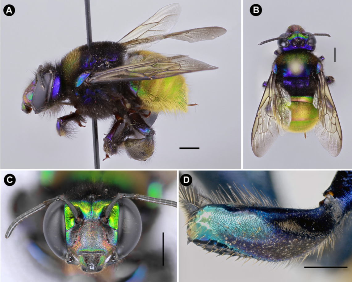Orchid bees come in a variety of colors including metallic blue, green, purple and yellow, researchers said.