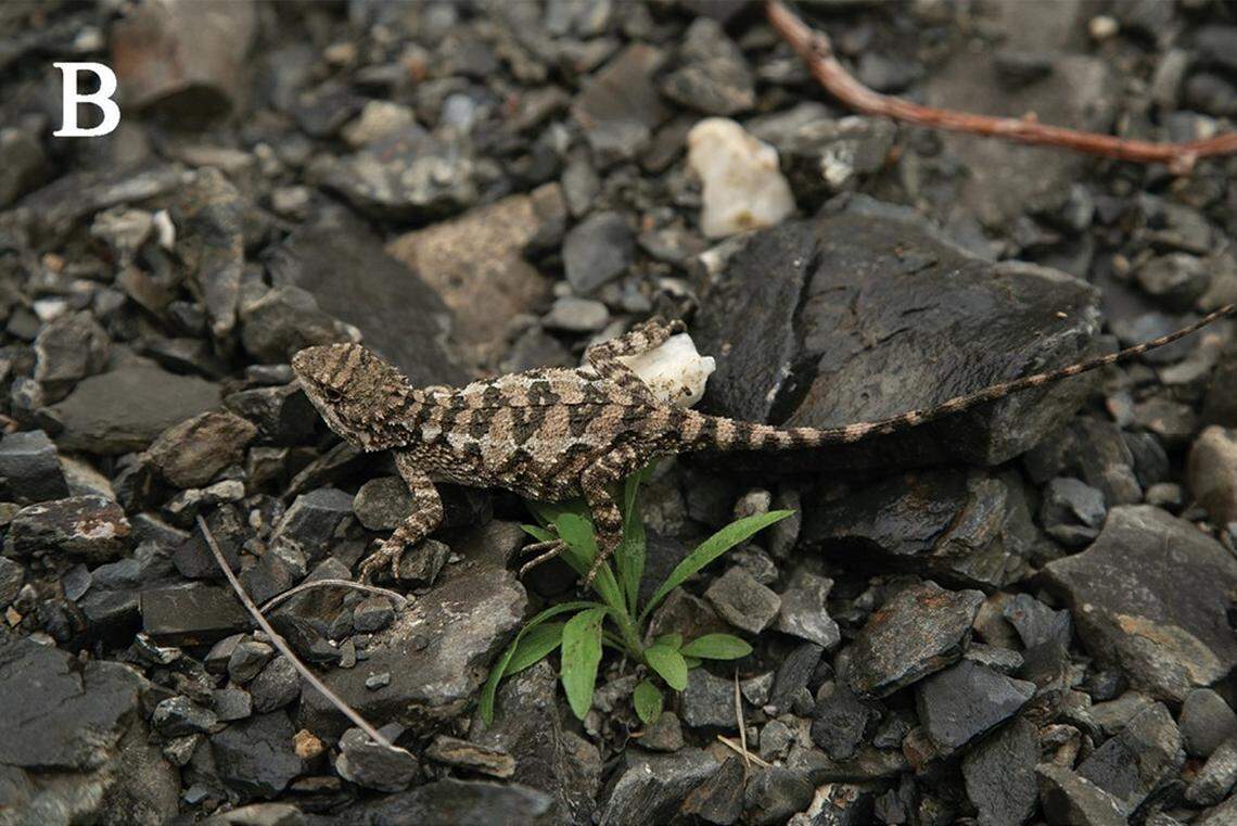A female Diploderma bifluviale, or Dadu mountain lizard.
