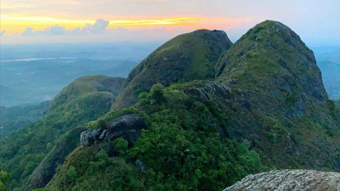Scientists found a nocturnal clawed animal lurking near a temple in the forest of Tamil Nadu and discovered a new species, a study said.