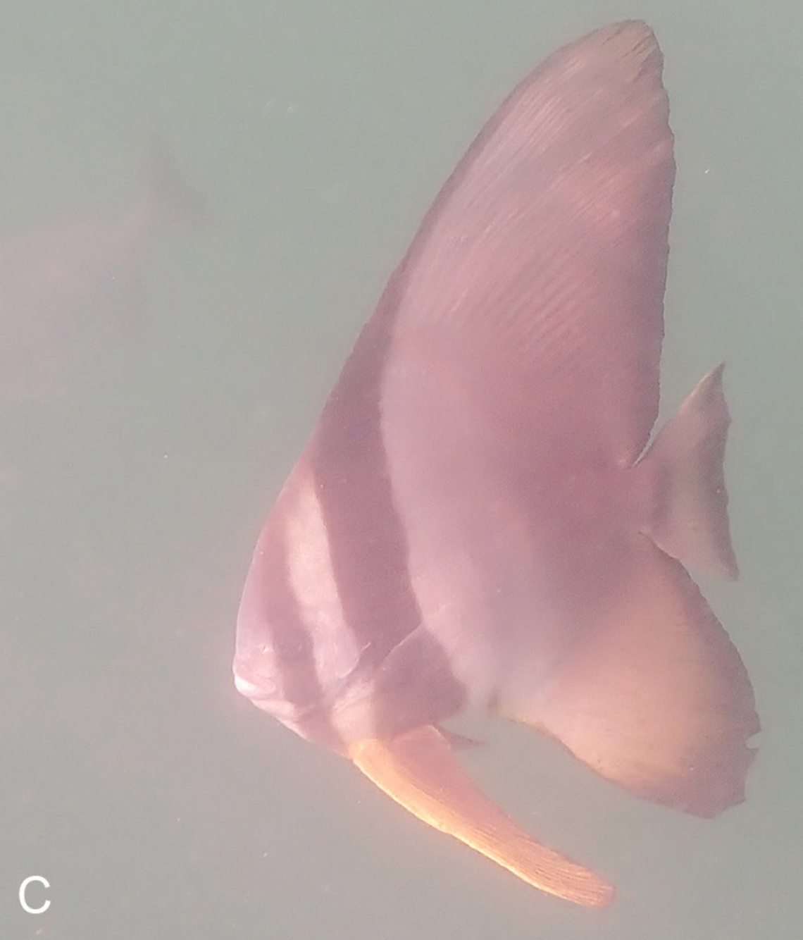 A longfin batfish, or Platax teira, seen near the Marietas Islands, Mexico.