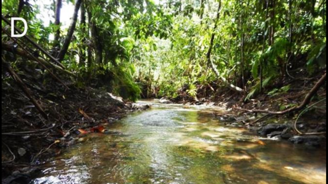 The new goby species, Stiphodon hadiatyae, is described as having a “metallic” green head and “rosy red” fins, according to researchers.
