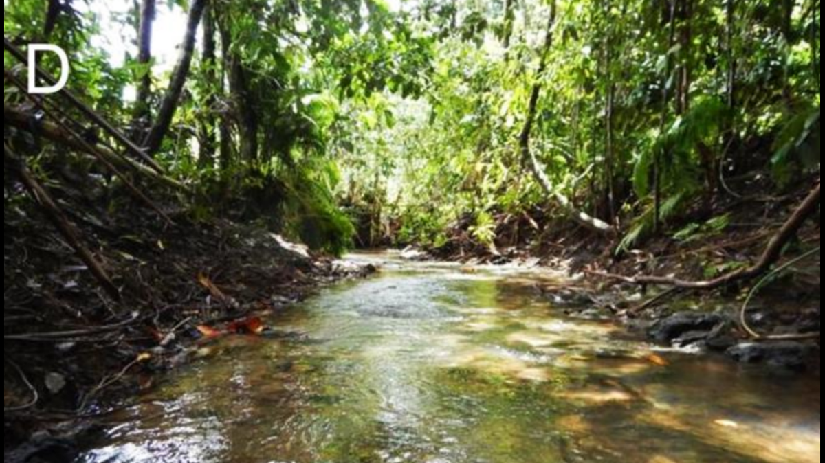 The new goby species, Stiphodon hadiatyae, is described as having a “metallic” green head and “rosy red” fins, according to researchers.