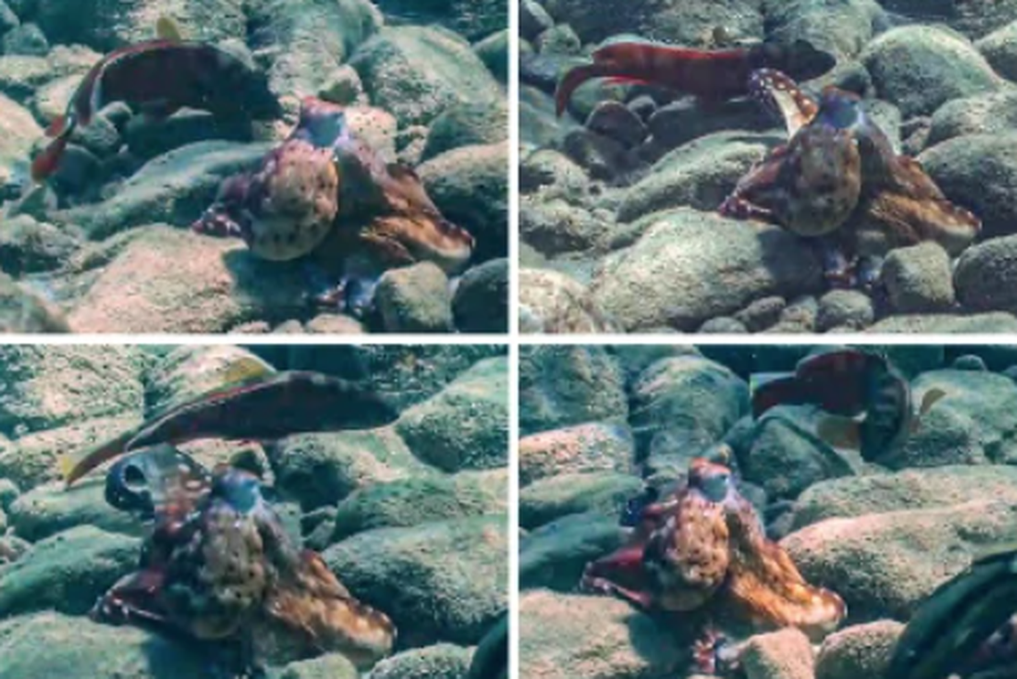 The fish would locate the prey and the octopus would pull the prey from its hiding place, researchers said.