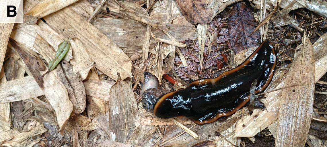 A Polycladus gayi preys on a leopard slug by immobilizing it in Los Muermos, Chile.