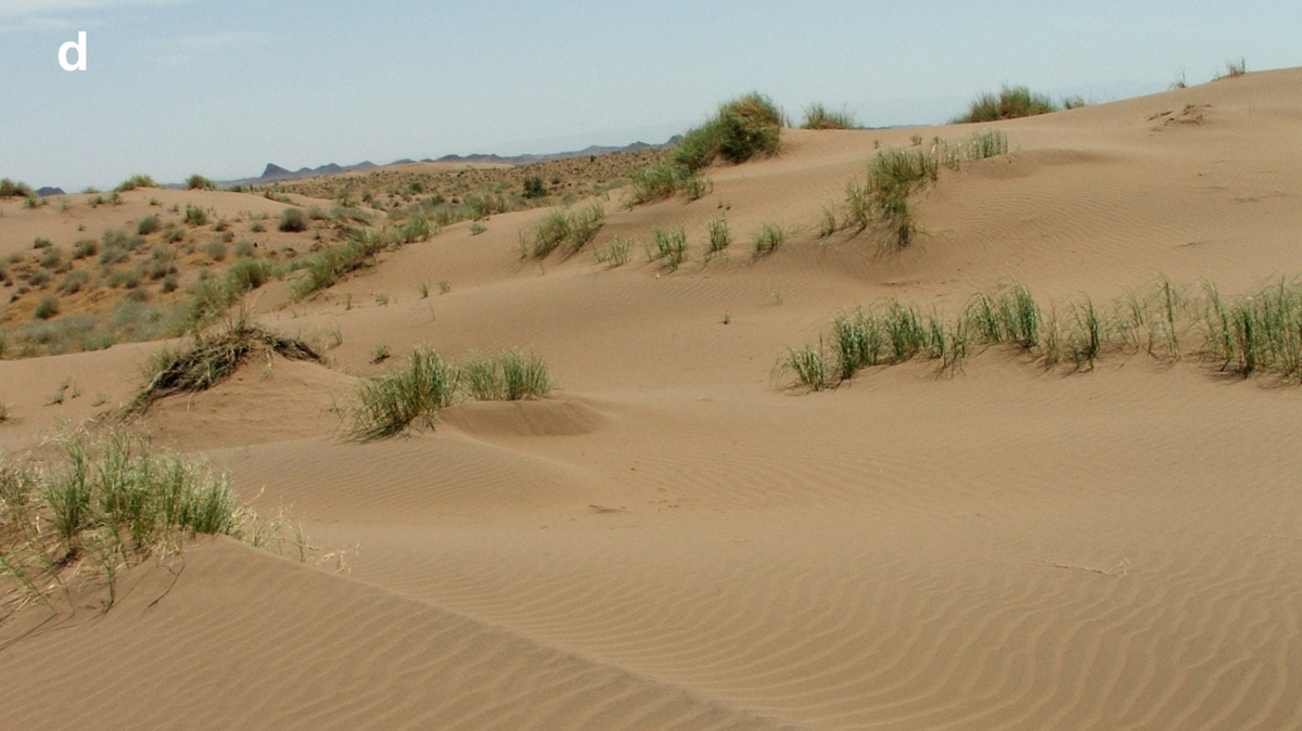Scientists found a long-tailed, patterned animal on sand dunes and discovered a new species, a study said.
