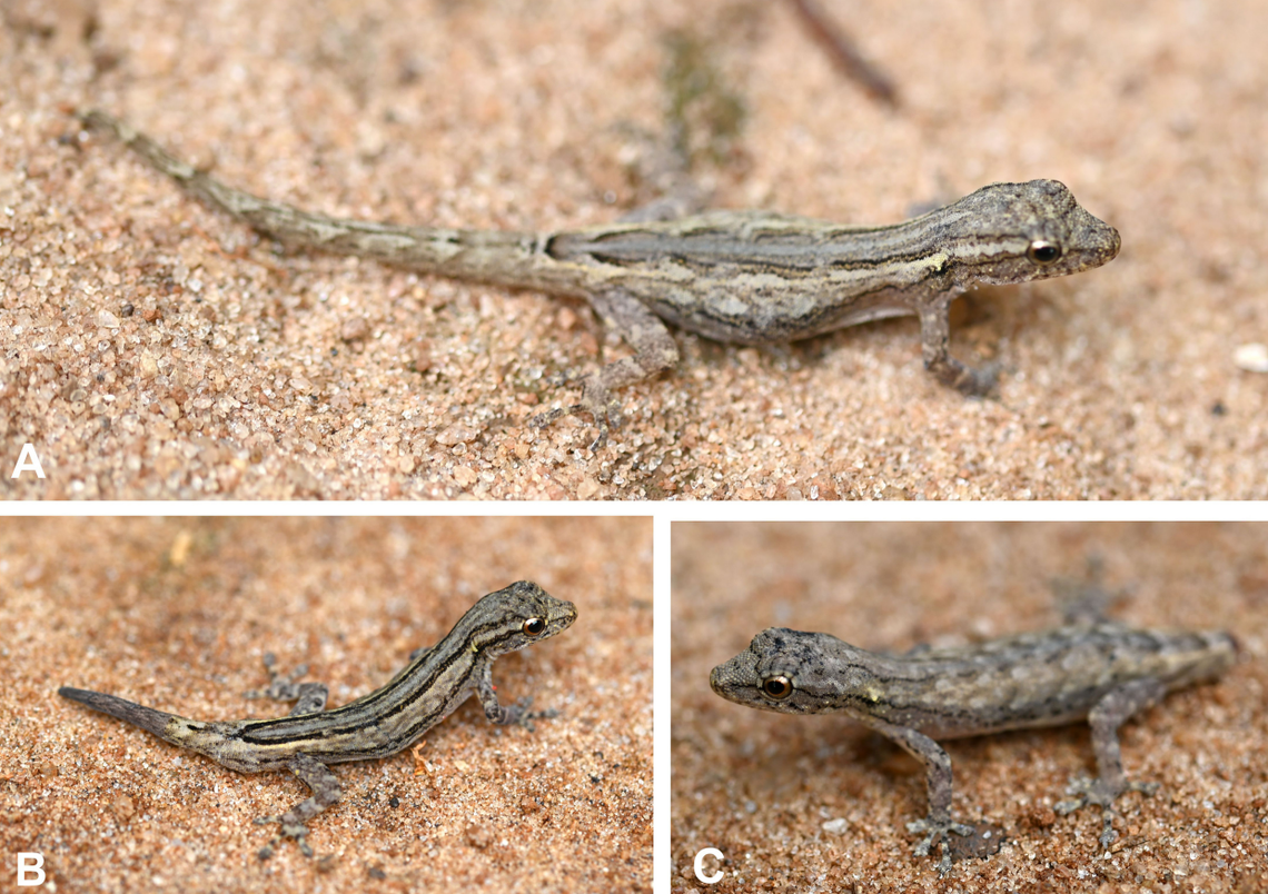Several Lygodactylus anjajavy, or Anjajavy dwarf geckos.