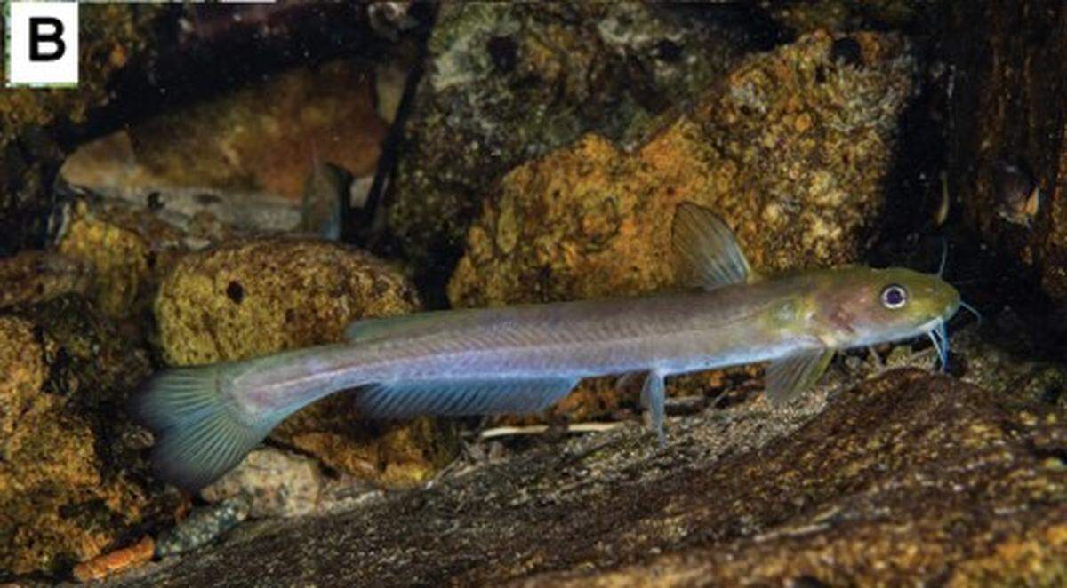 A Tachysurus wuyueensis, or Wu-Yue catfish, near some rocks.