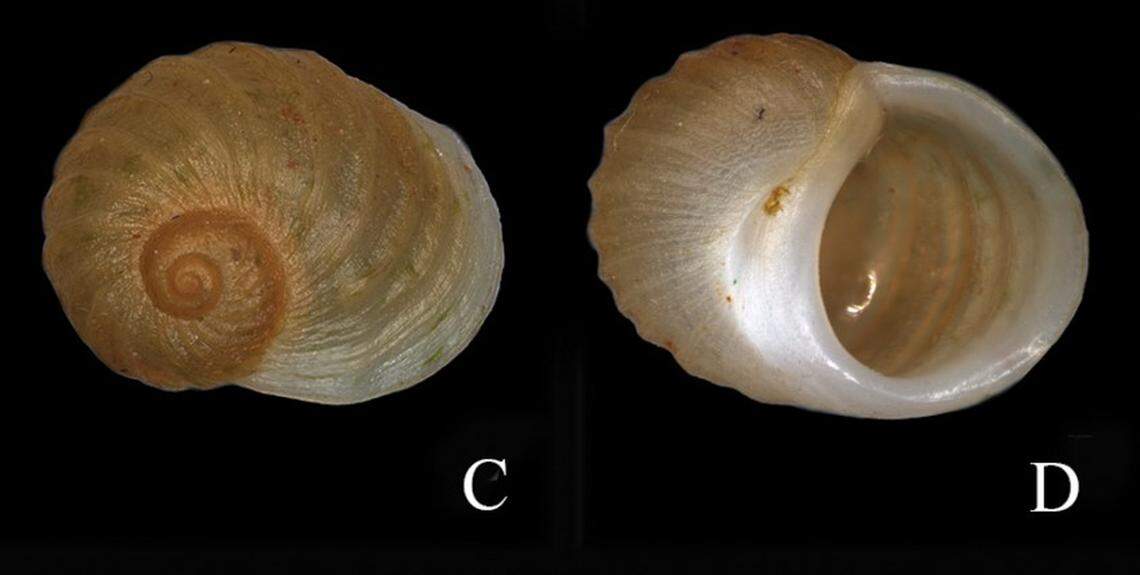 Several views of the shell of a Fenouilia undata, or wavy freshwater snail.